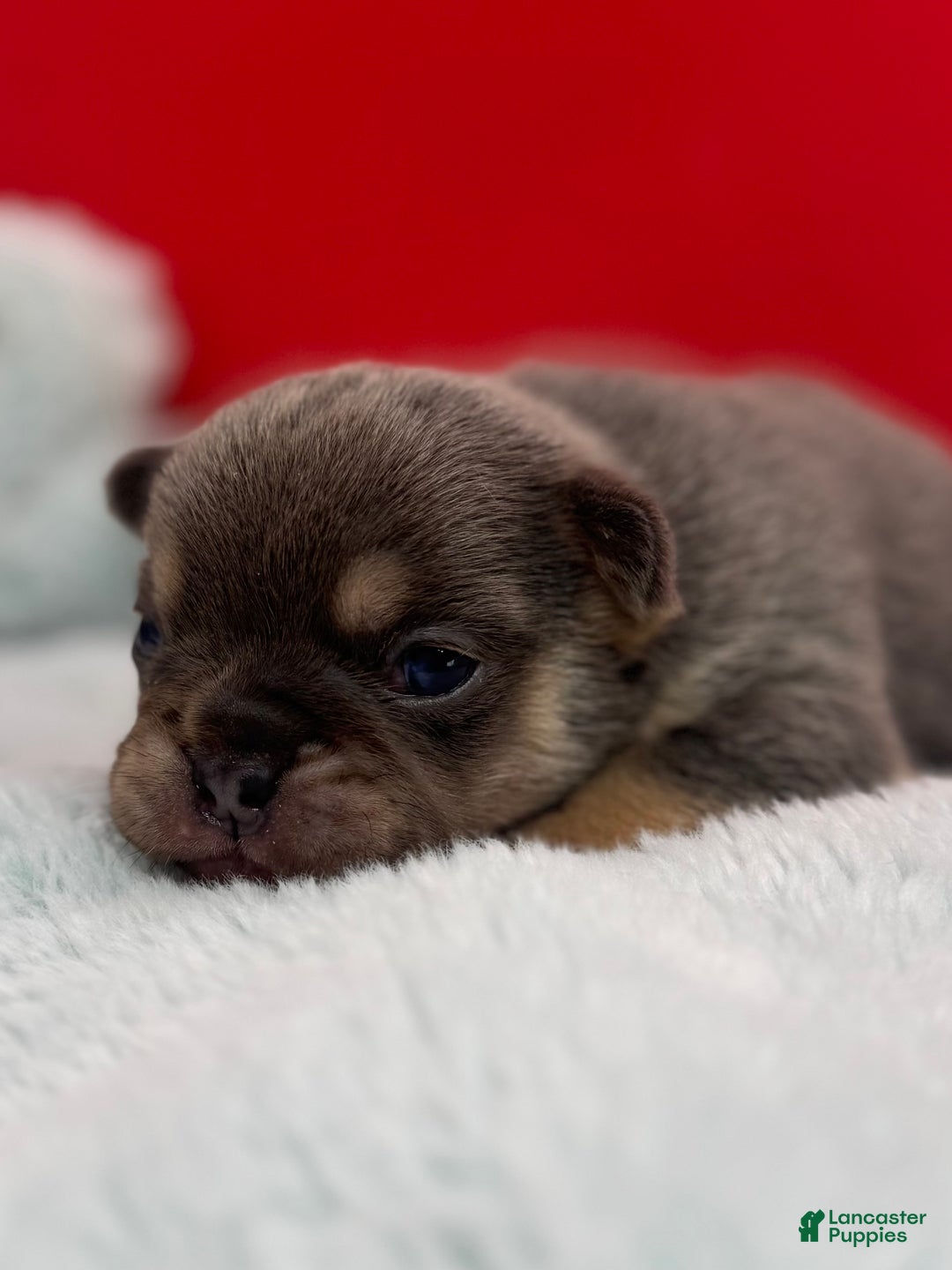 French Bulldog dogs for sale: French Bulldog Puppy 5 - Ad 2