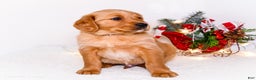 Golden Retriever dogs for sale: Dakoda - Ad 11