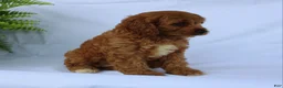 Cavapoo dogs for sale: Sugar - Ad 12