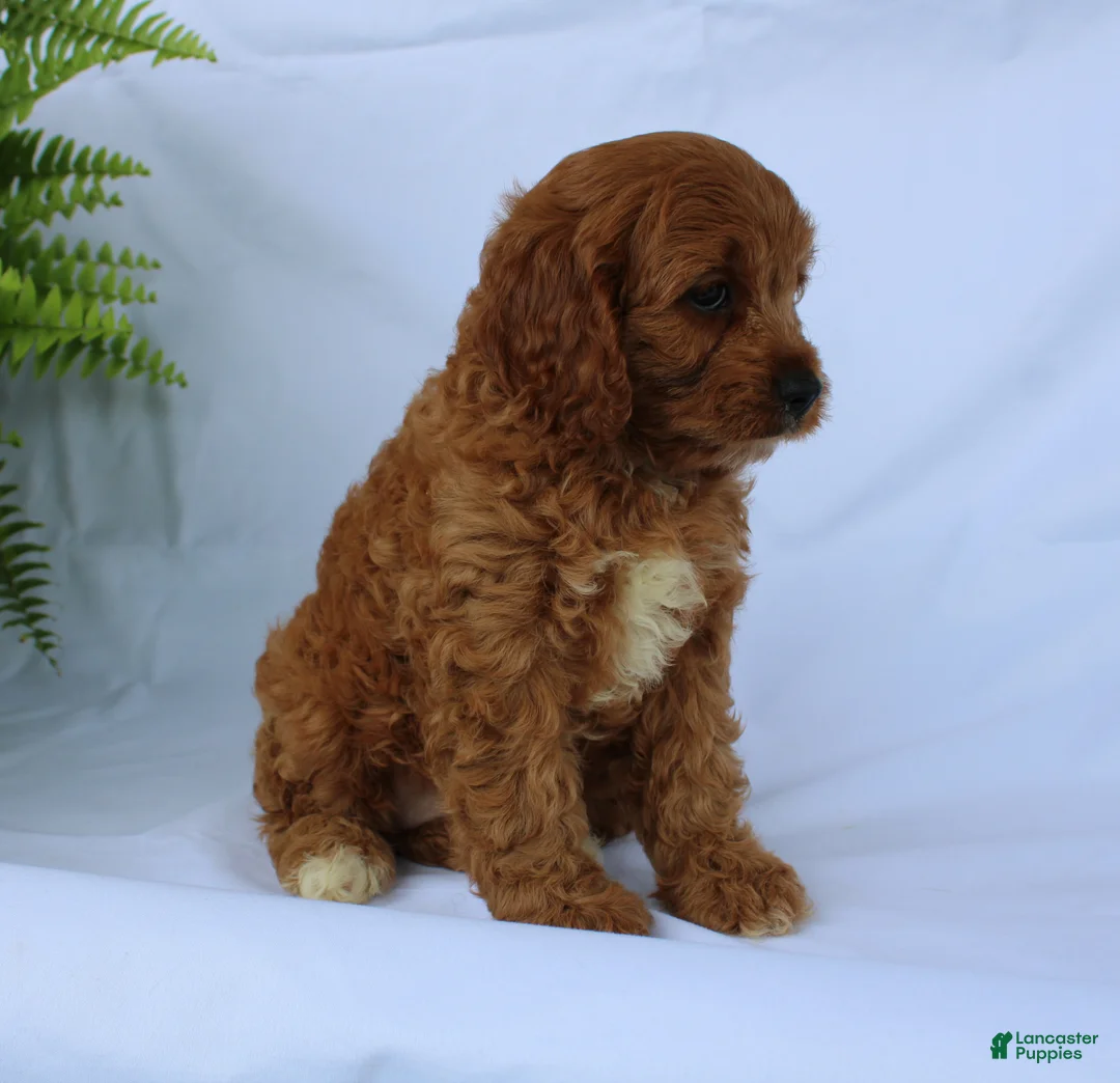Cavapoo dogs for sale: Sugar - Ad 12