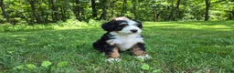 Bernedoodle dogs for sale: Ranger - Ad 3