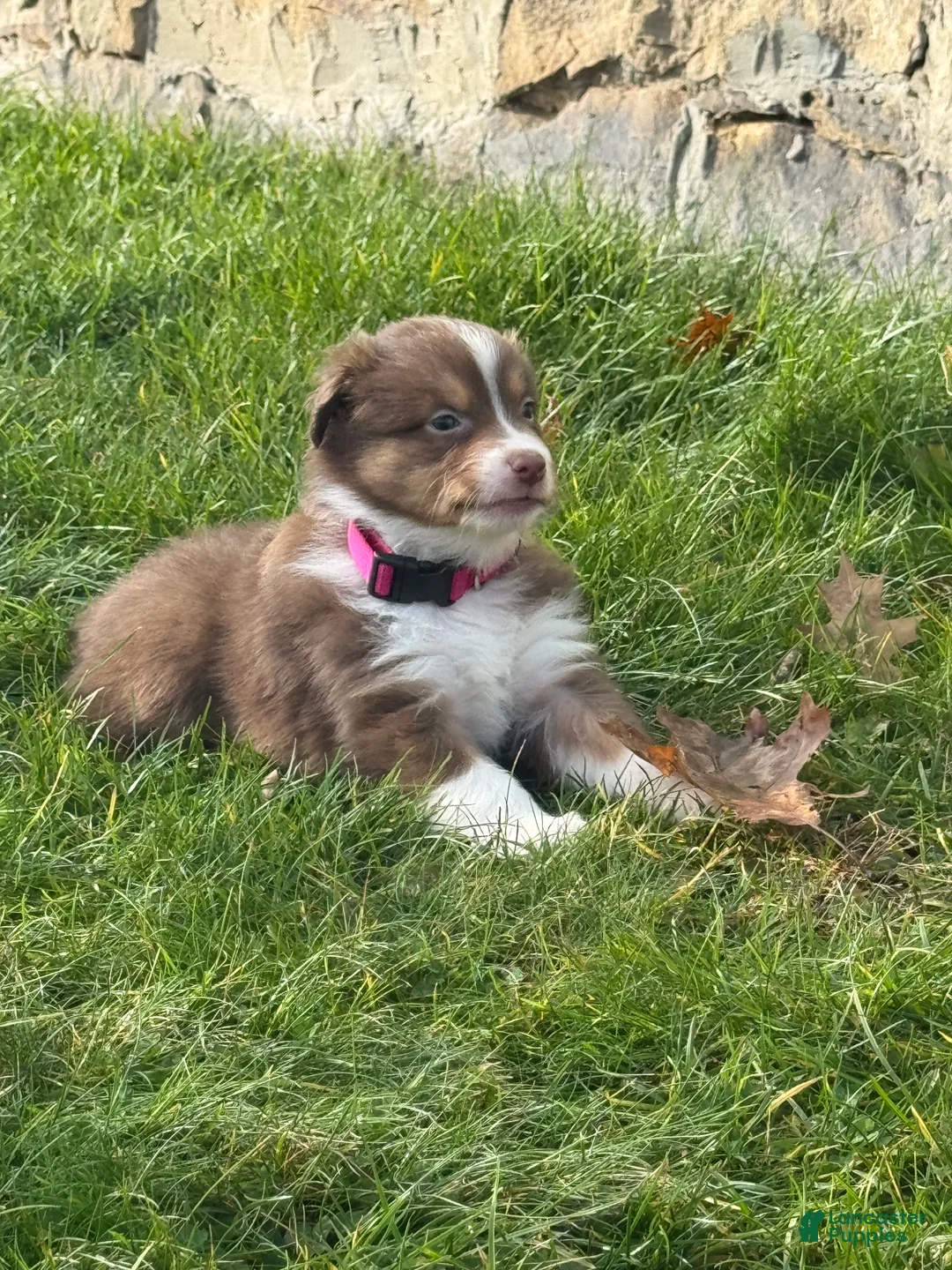 Australian Shepherd dogs for sale: Australian Shepherd 2 - Ad 1