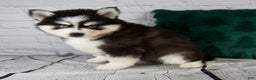 Pomsky dogs for sale: Grace - Ad 5