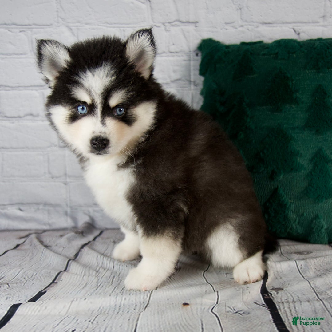 Pomsky dogs for sale: Grace - Ad 5