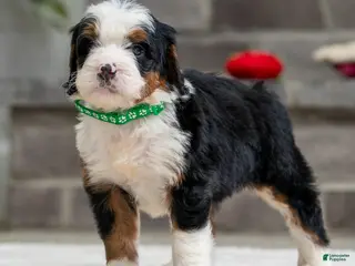 Mini Bernedoodle dogs Roscoe - Ad 31