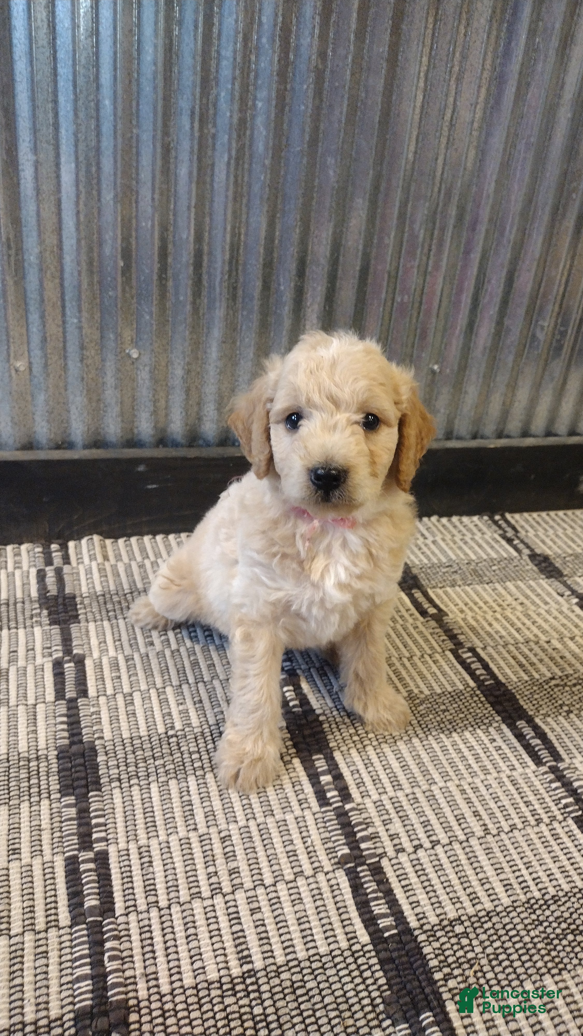 Mini Goldendoodle dogs Ginger  - Ad 1