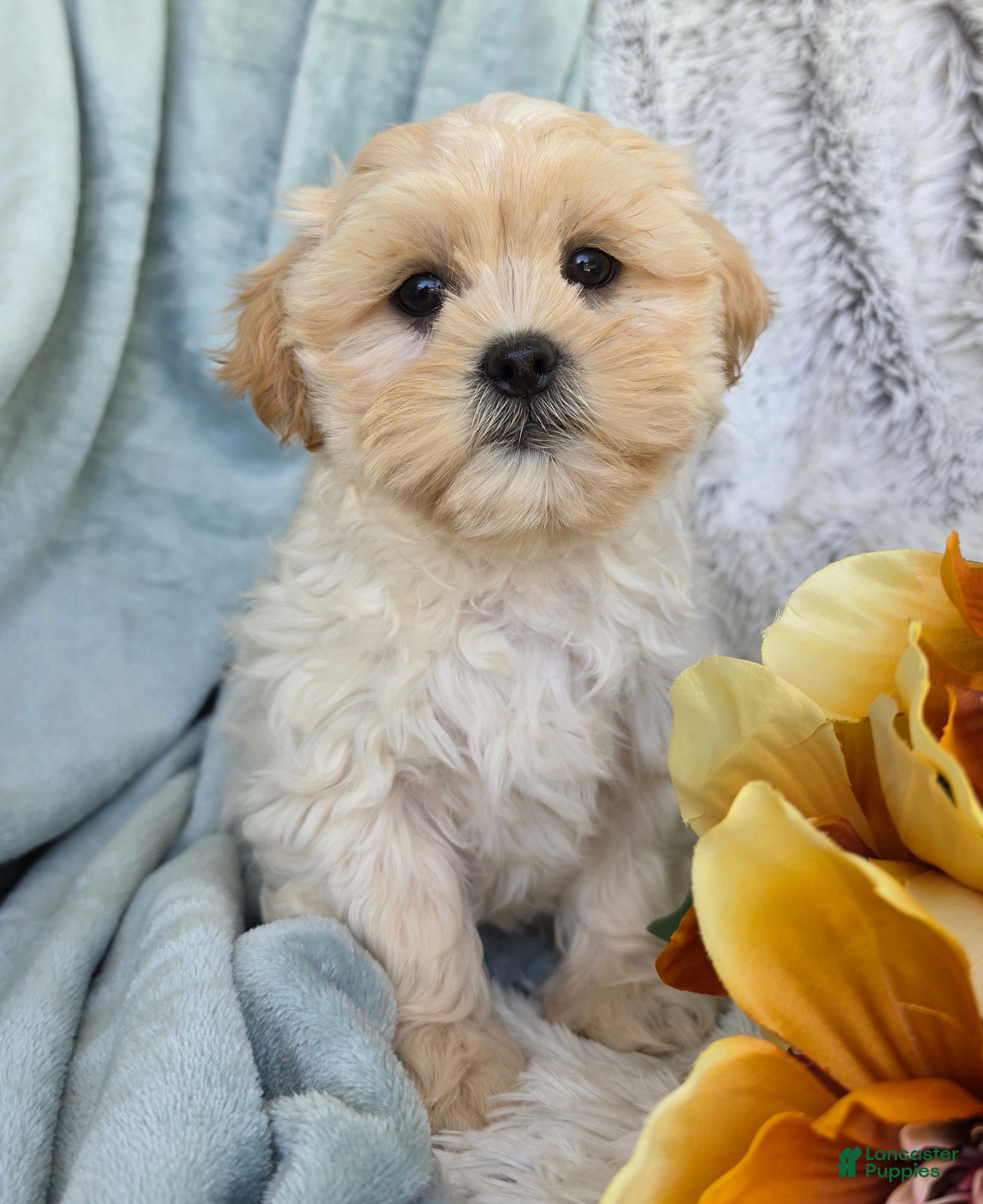 Shihpoo dogs Marshmallow - Ad 1