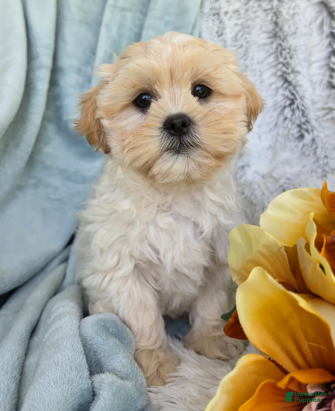 Shihpoo dogs for sale: Marshmallow - Ad 1