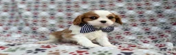 Cavalier King Charles Spaniel dogs for sale: Odie - Ad 5