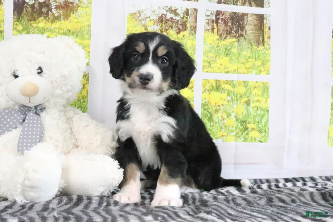 Mini Bernedoodle dogs for sale: Reese - Ad 1