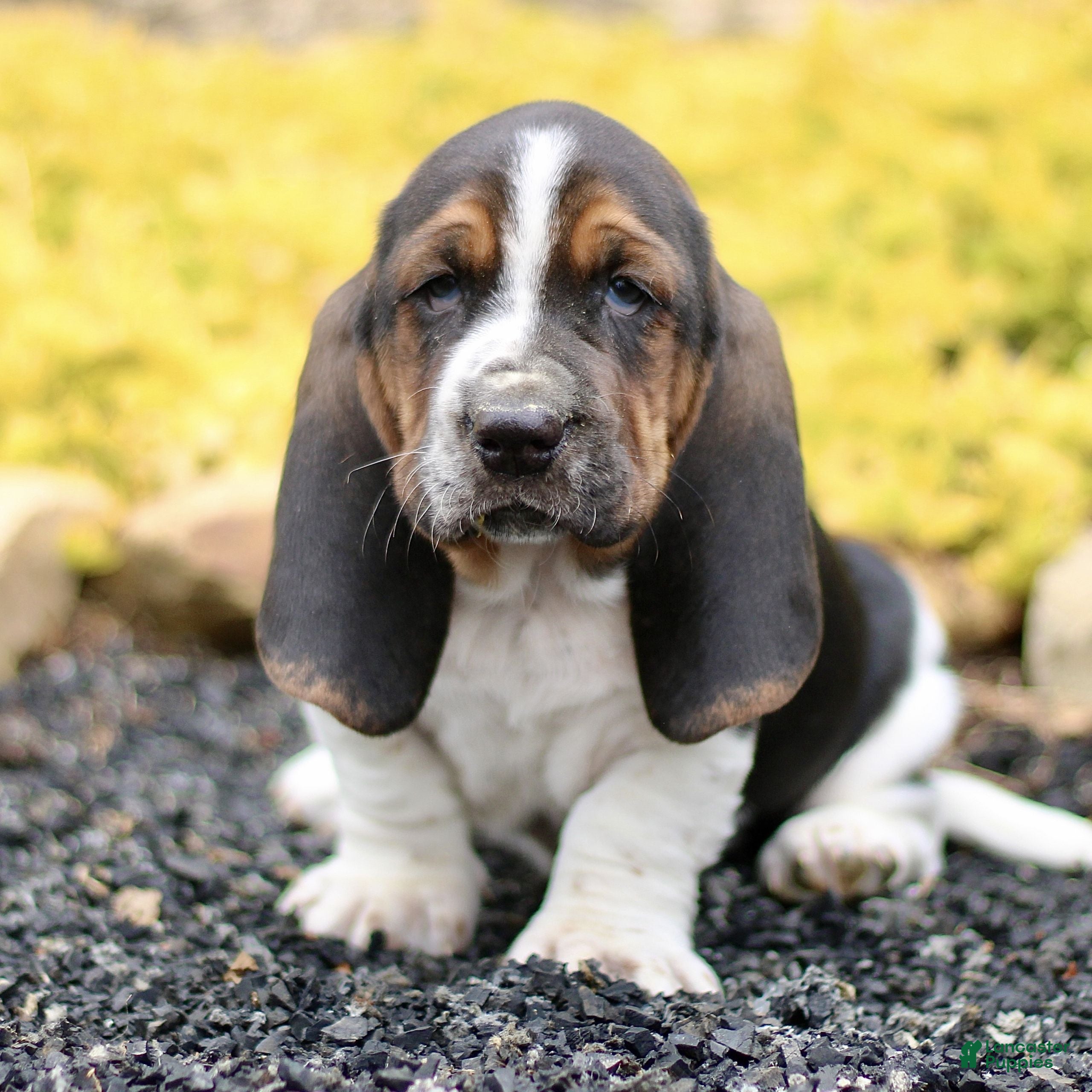 Basset Hound dogs for sale: Lennox  - Ad 2