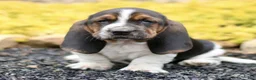 Basset Hound dogs for sale: Lennox  - Ad 1