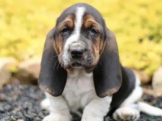 Basset Hound dogs for sale: Lennox - Ad 2