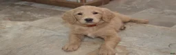Goldendoodle dogs for sale: Blake - Ad 5