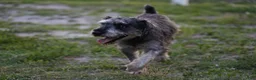 Miniature Schnauzer dogs for sale: Yoshi - Ad 10