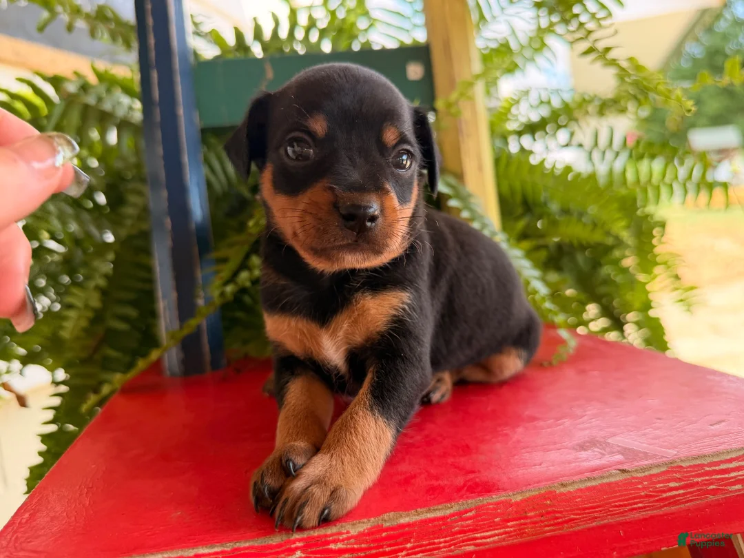 Miniature Pinscher dogs for sale: Mischief  - Ad 2