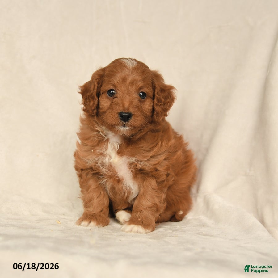 Cavapoo dogs Hazel - Ad 2