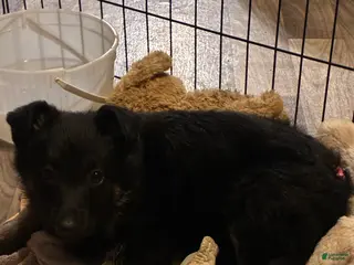 German Shepherd dogs Puppy 2 - Ad 31