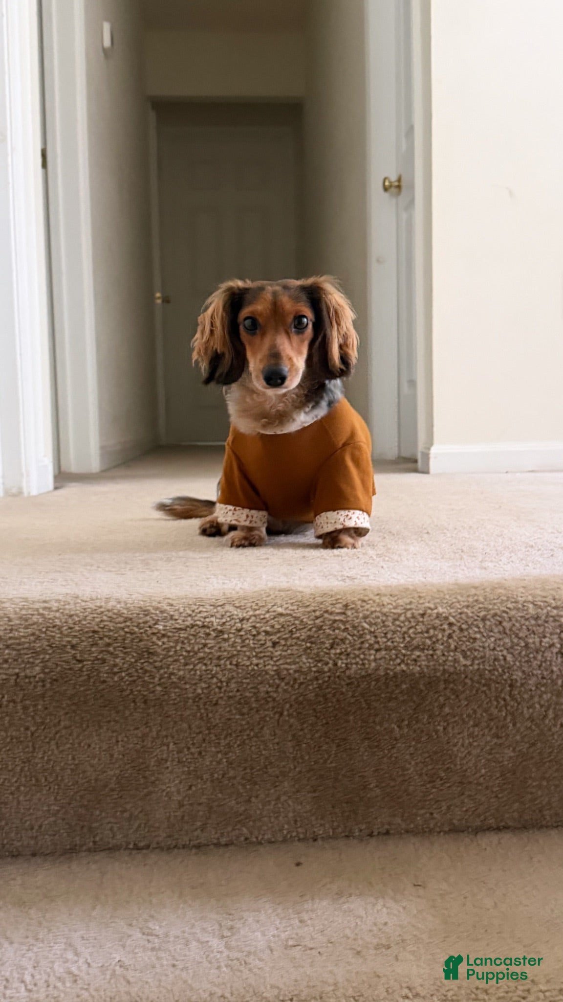 Miniature Dachshund dogs Snoopy - Ad 20