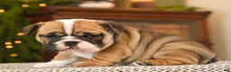 English Bulldog dogs for sale: Brandi - Ad 2