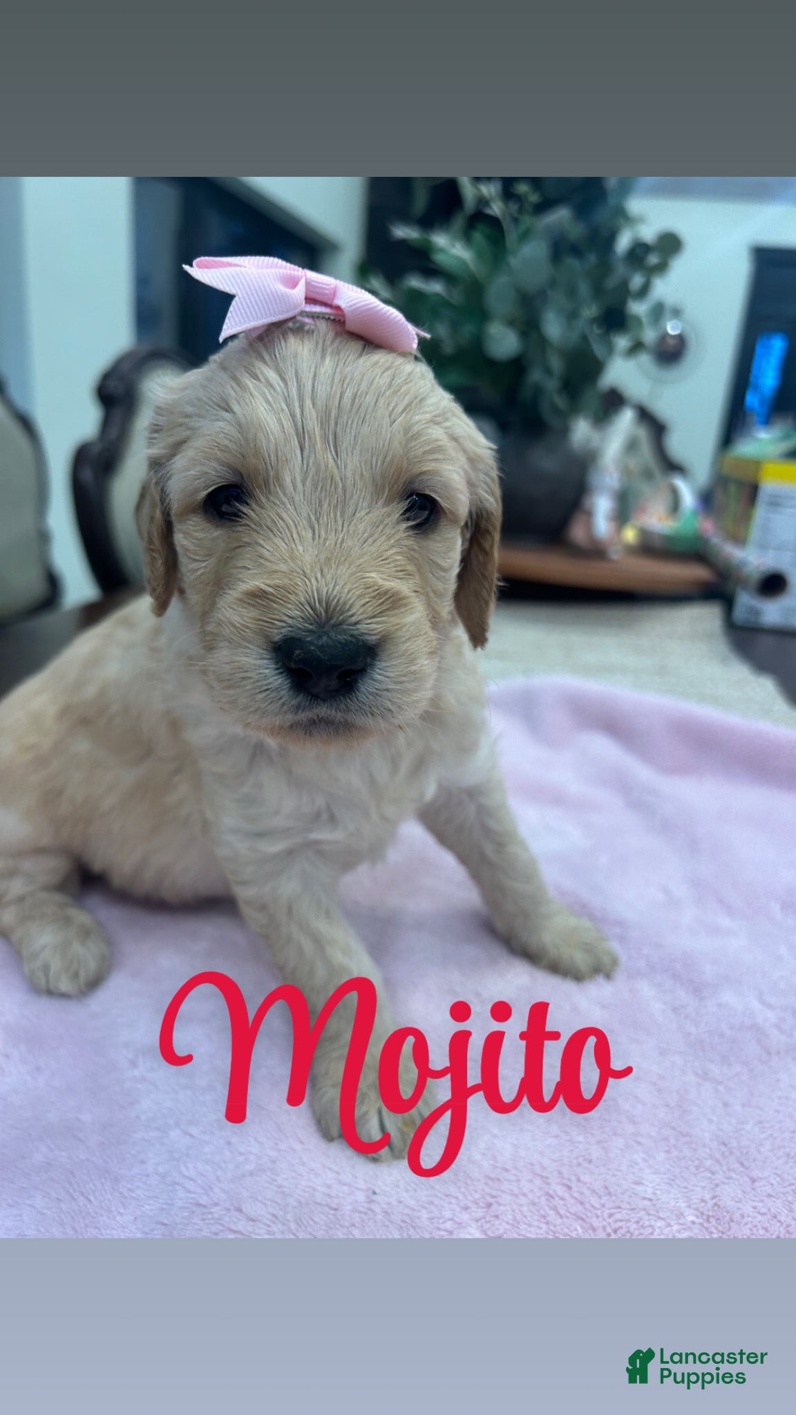 Goldendoodle dogs Mojito  - Ad 1