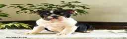 English Bulldog dogs for sale: Catherine - Ad 2