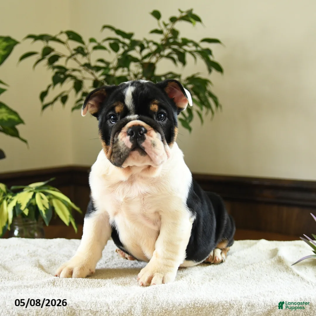 English Bulldog dogs for sale: Catherine - Ad 2