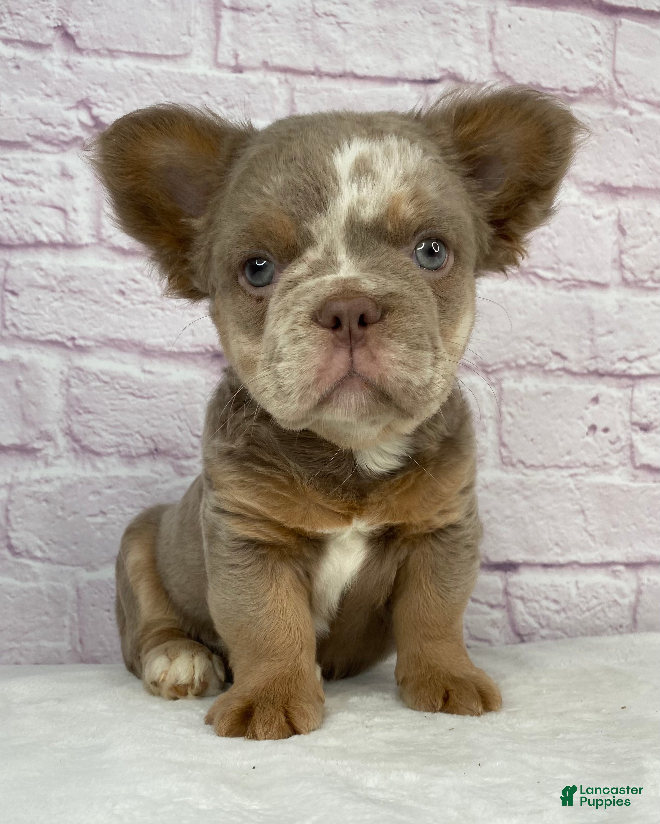 French Bulldog dogs French Bulldog Puppy 1 - Ad 1