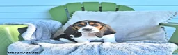 Basset Hound dogs for sale: Lexie - Ad 3