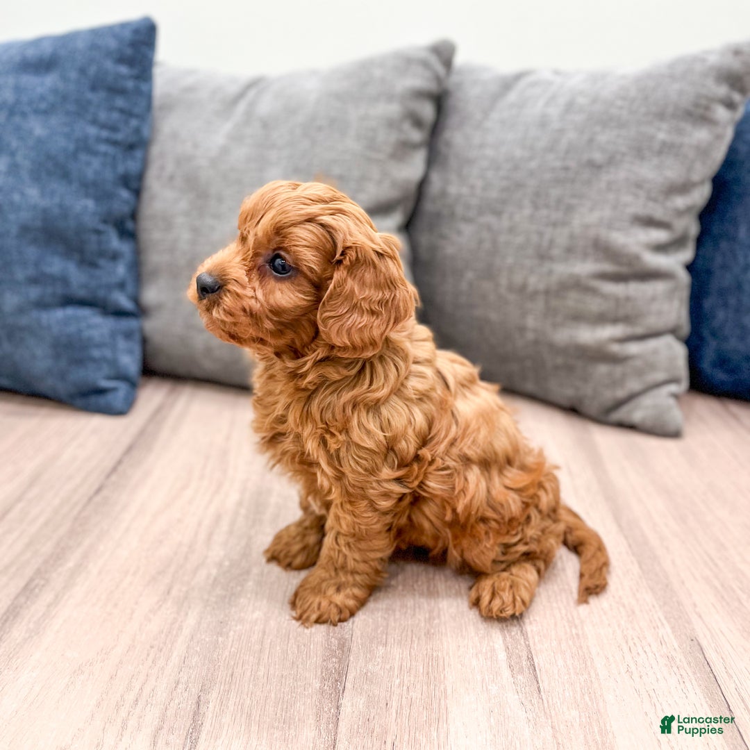 Cavapoo dogs for sale: Brody - Ad 3