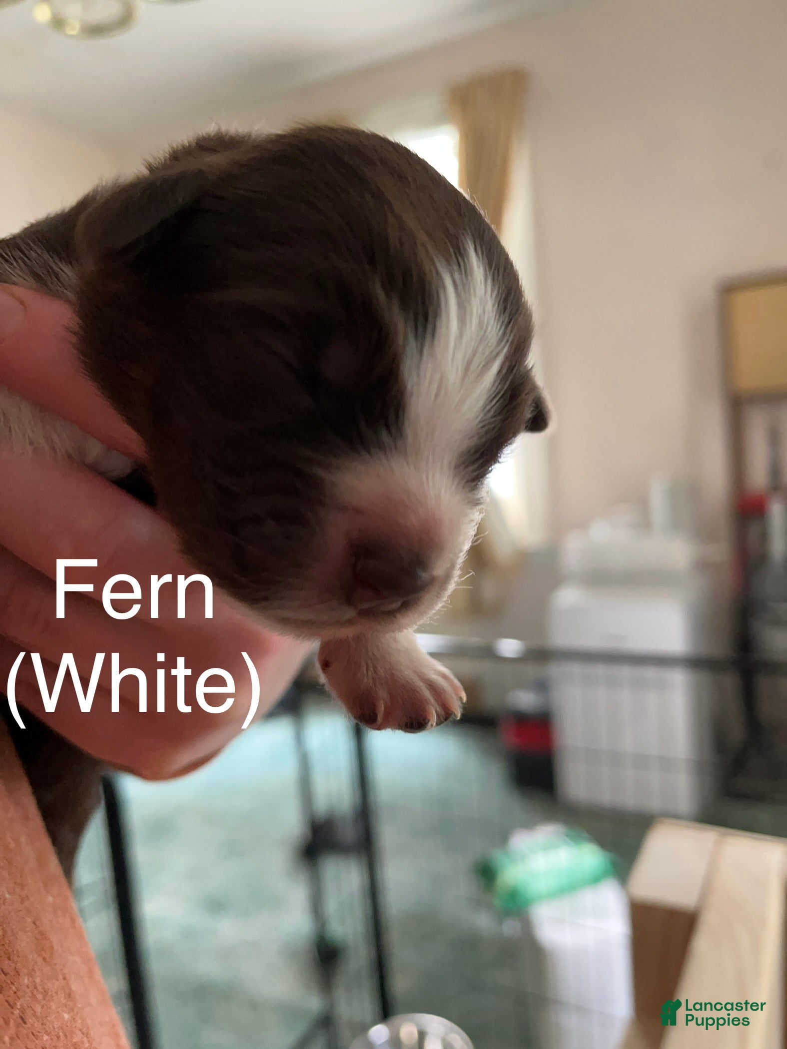 Australian Shepherd dogs Fern (White) - Ad 33