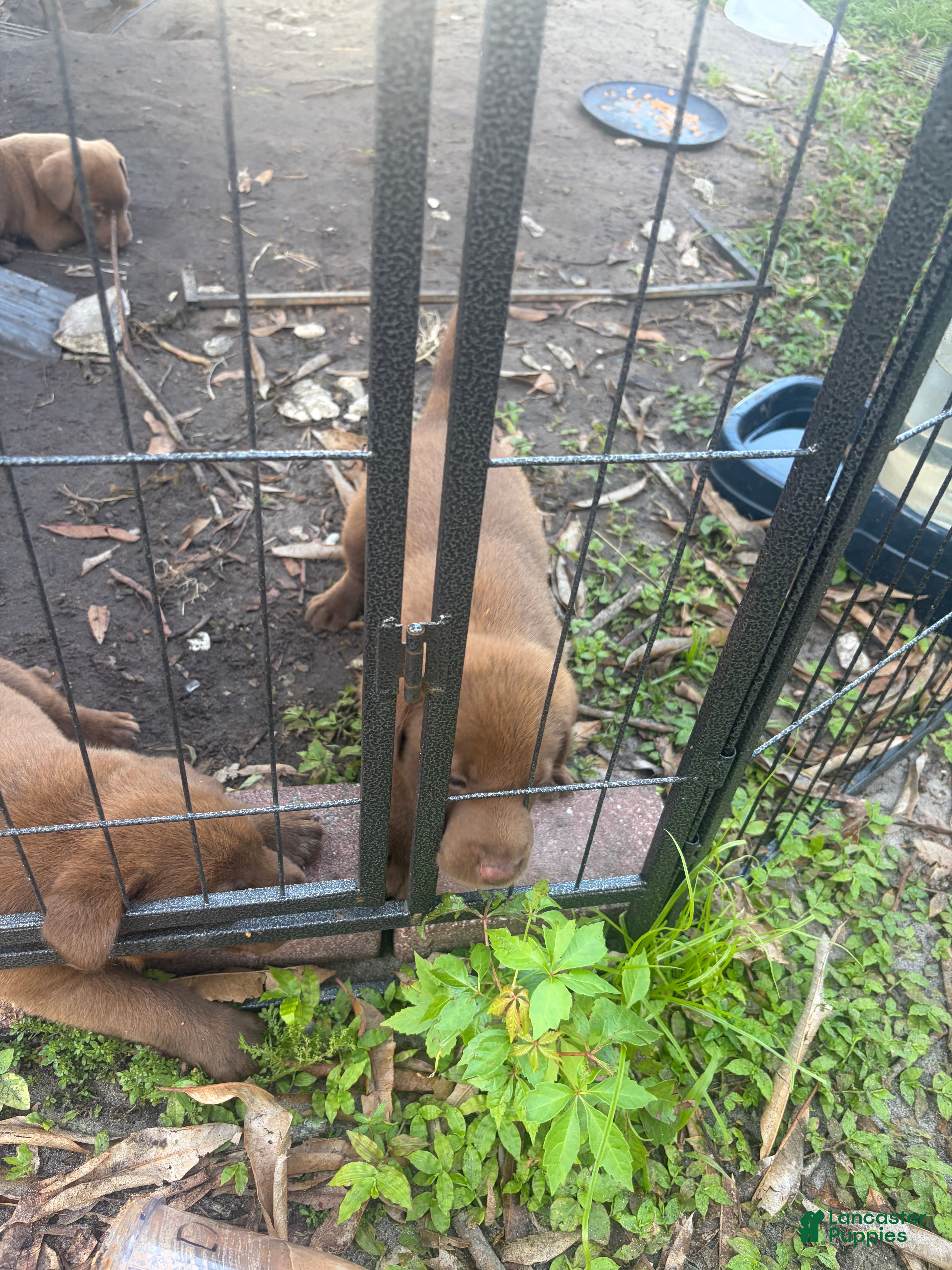 Labrador Retriever dogs Labrador Retriever 1 - Ad 1
