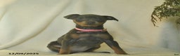 Miniature Pinscher dogs for sale: Lilac  - Ad 3