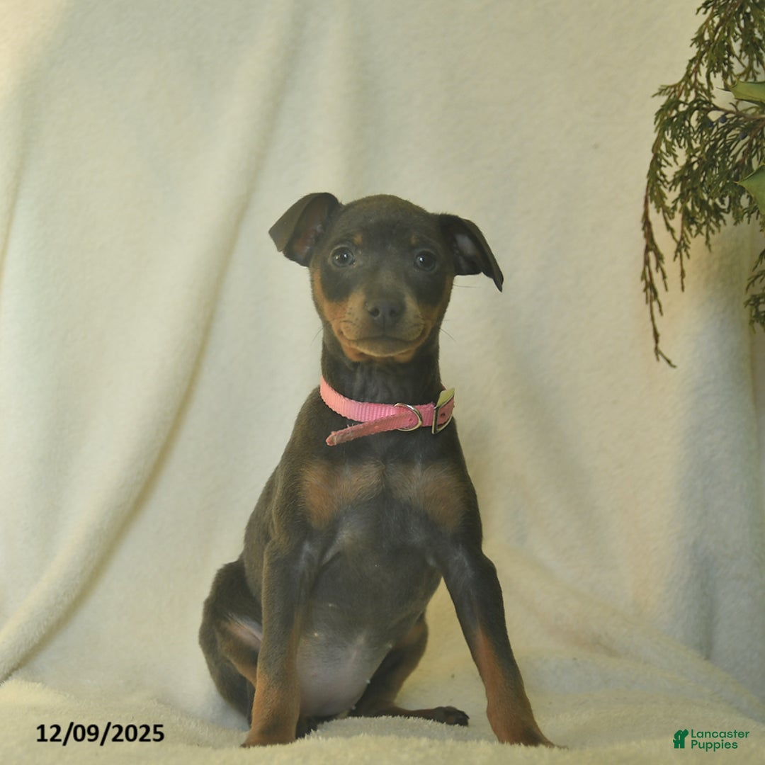 Miniature Pinscher dogs for sale: Lilac  - Ad 3