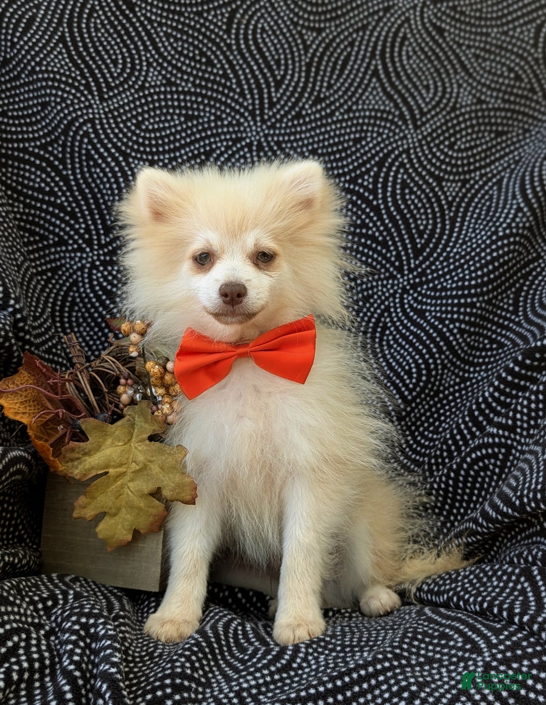 Pomeranian dogs for sale: Kent Genetic Testing - Ad 1
