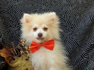 Pomeranian dogs Kent Genetic Testing - Ad 31