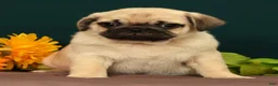 Pug dogs for sale: Taco - Ad 4