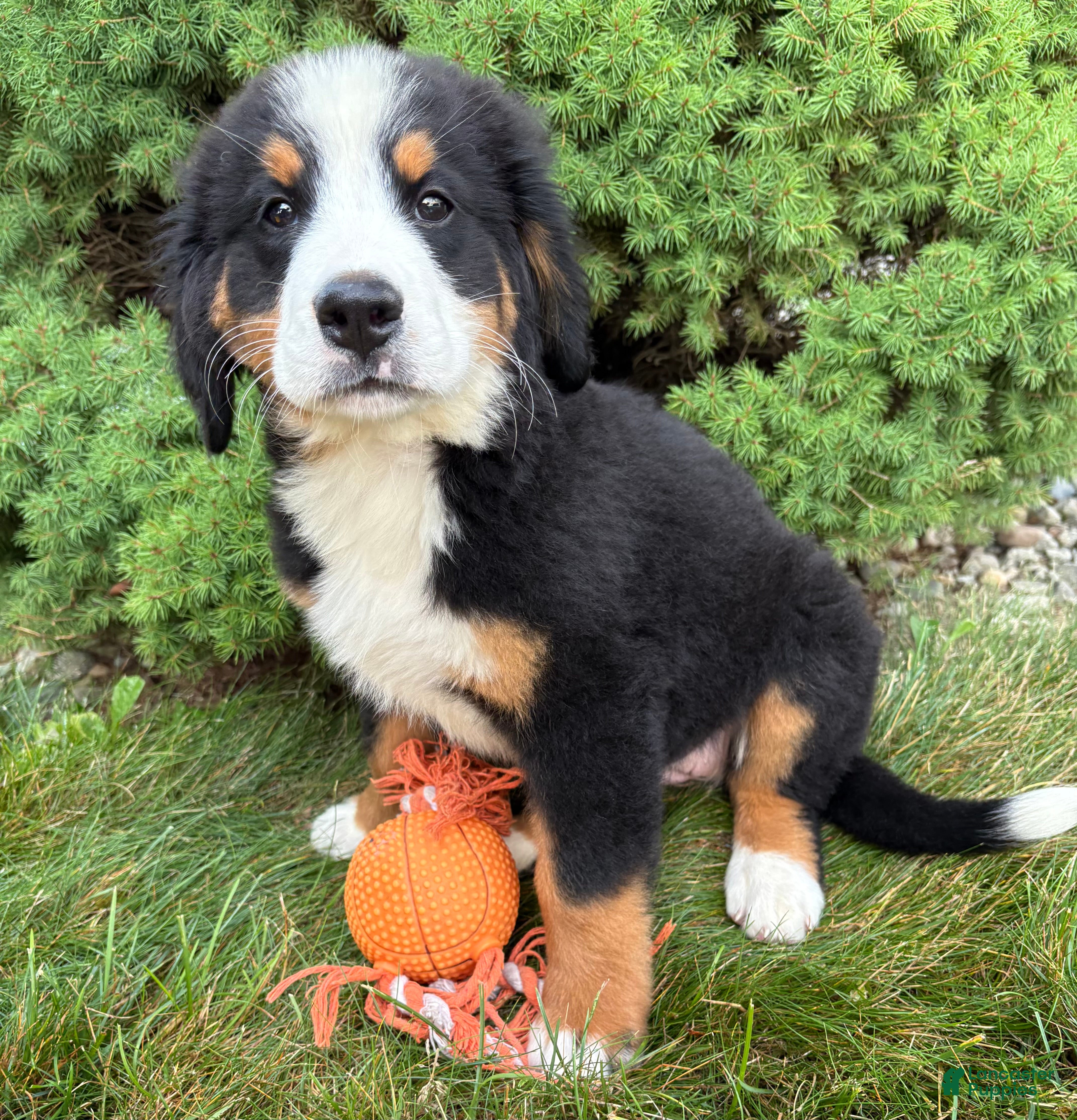 Bernese Mountain Dog dogs Bailey - Ad 1