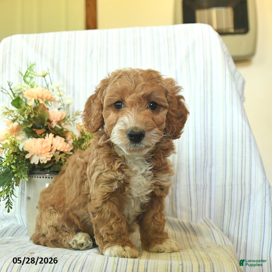 Mini Goldendoodle dogs Ivy  - Ad 2