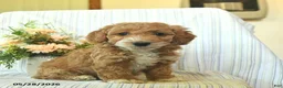 Mini Goldendoodle dogs for sale: Ivy  - Ad 2