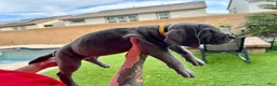 Mixed Breed dogs for sale: Mixed Breed Puppy 8 (yellow) - Ad 4