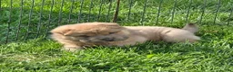 Shar Pei dogs for sale: Nacho  - Ad 5