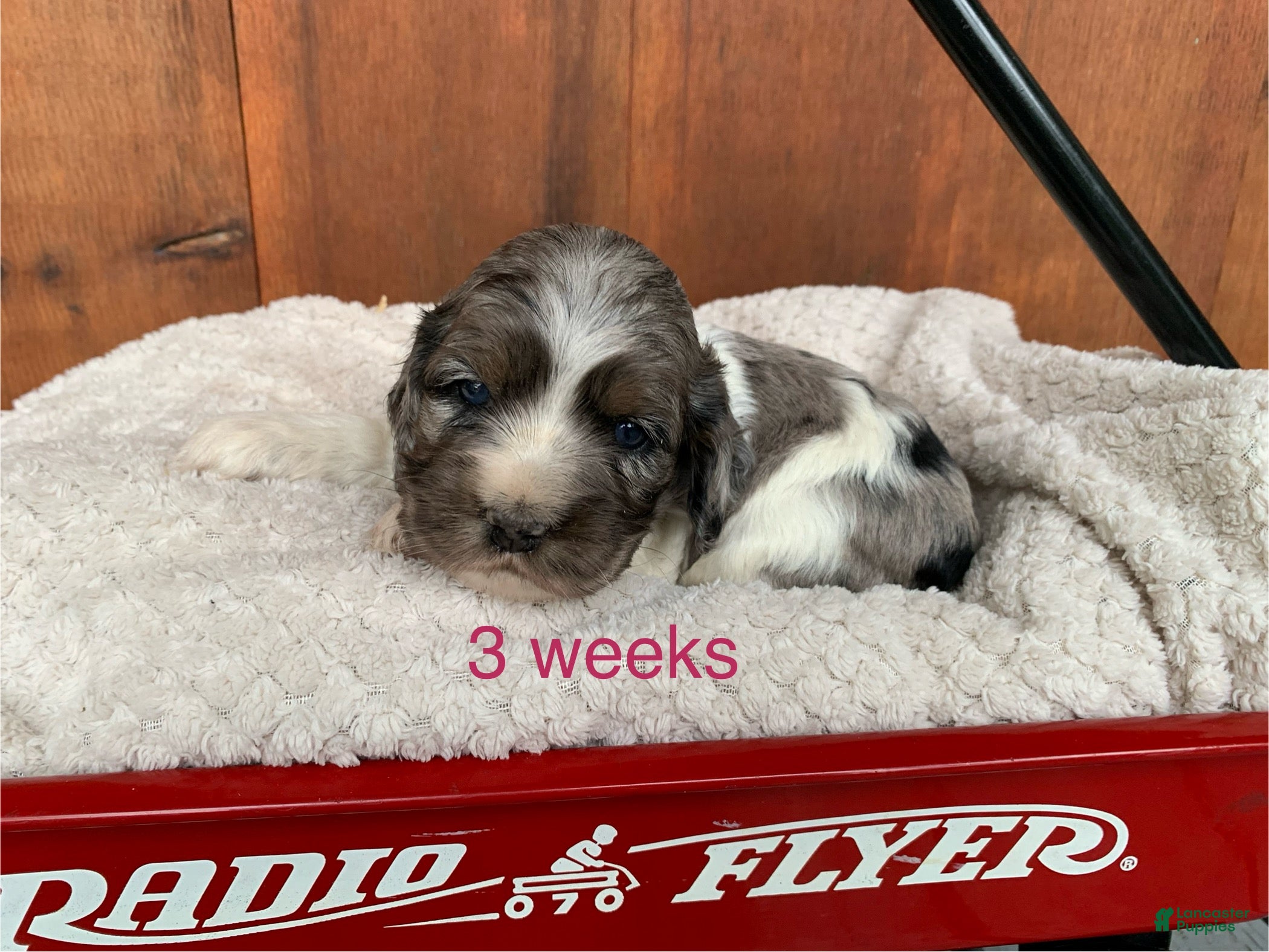 Cocker Spaniel dogs Sophie - Ad 1