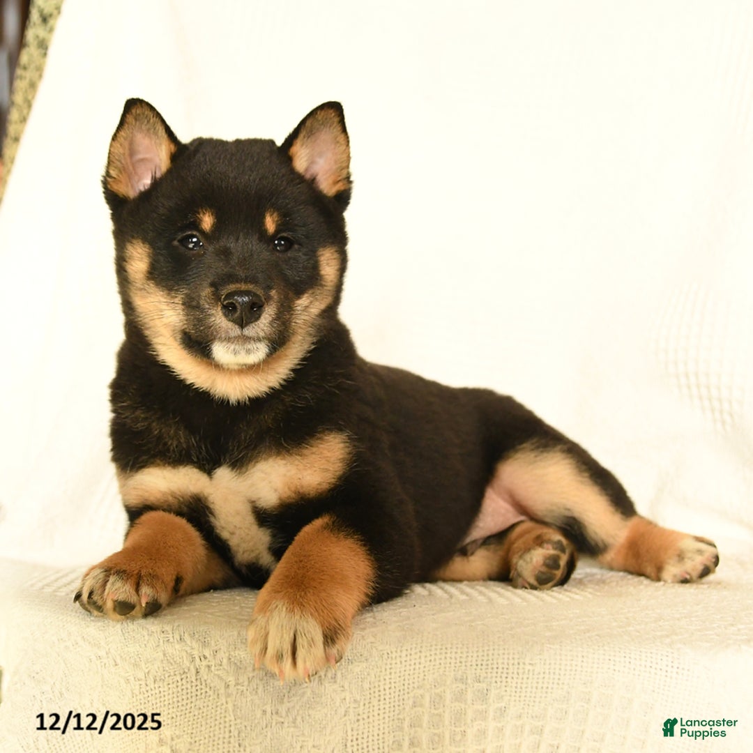 Shiba Inu dogs for sale: Polo - Ad 2