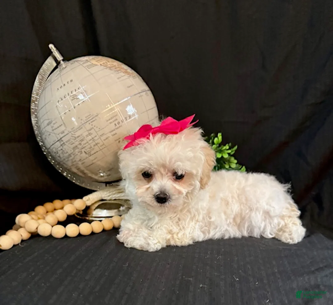 Lhasapoo dogs for sale: Hope - Ad 5