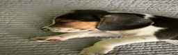 Beagle dogs for sale: Gruñon - Ad 2