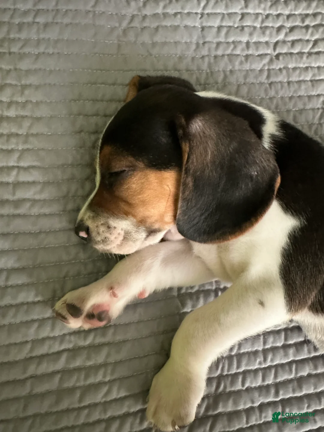 Beagle dogs for sale: Gruñon - Ad 2