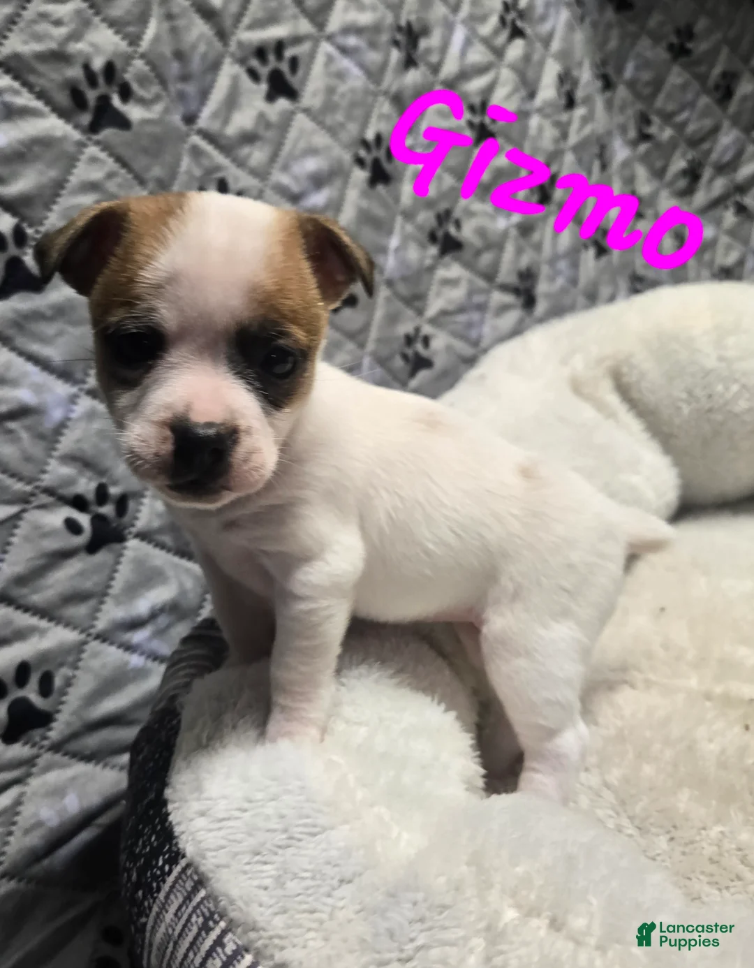 Jack Russell Terrier dogs for sale: Jack Russell Terrier Puppy 5 - Ad 5
