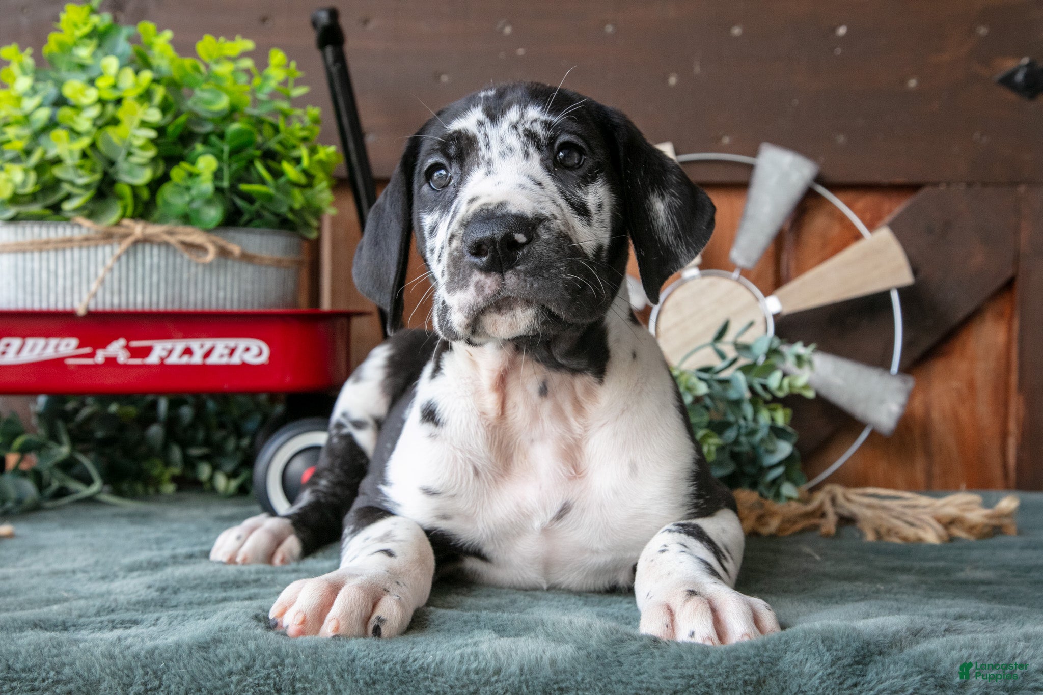 Great Dane dogs Lady - Ad 2
