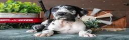 Great Dane dogs for sale: Lady - Ad 2